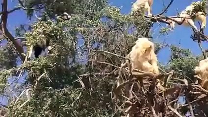 Goats on tree, Amazing