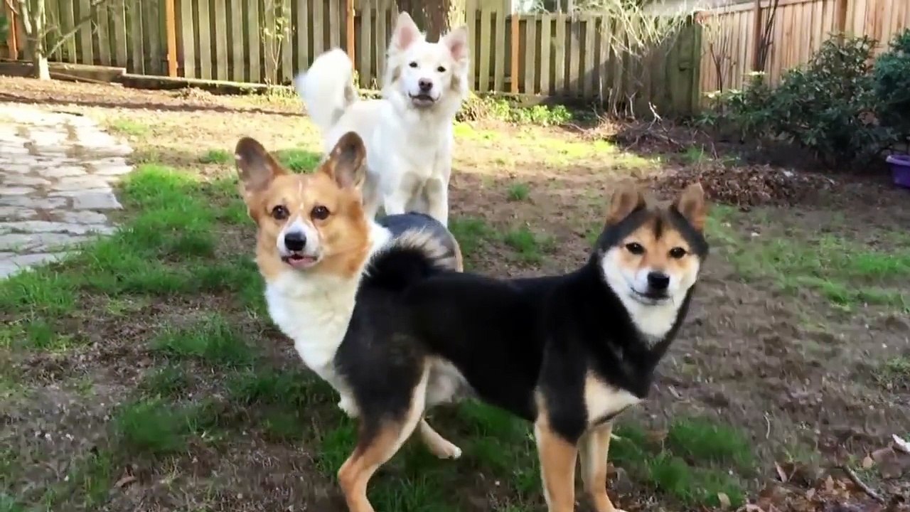Funny Dog Videos #1