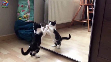 Kendine eğlence Bulmaş Minik Kedicik