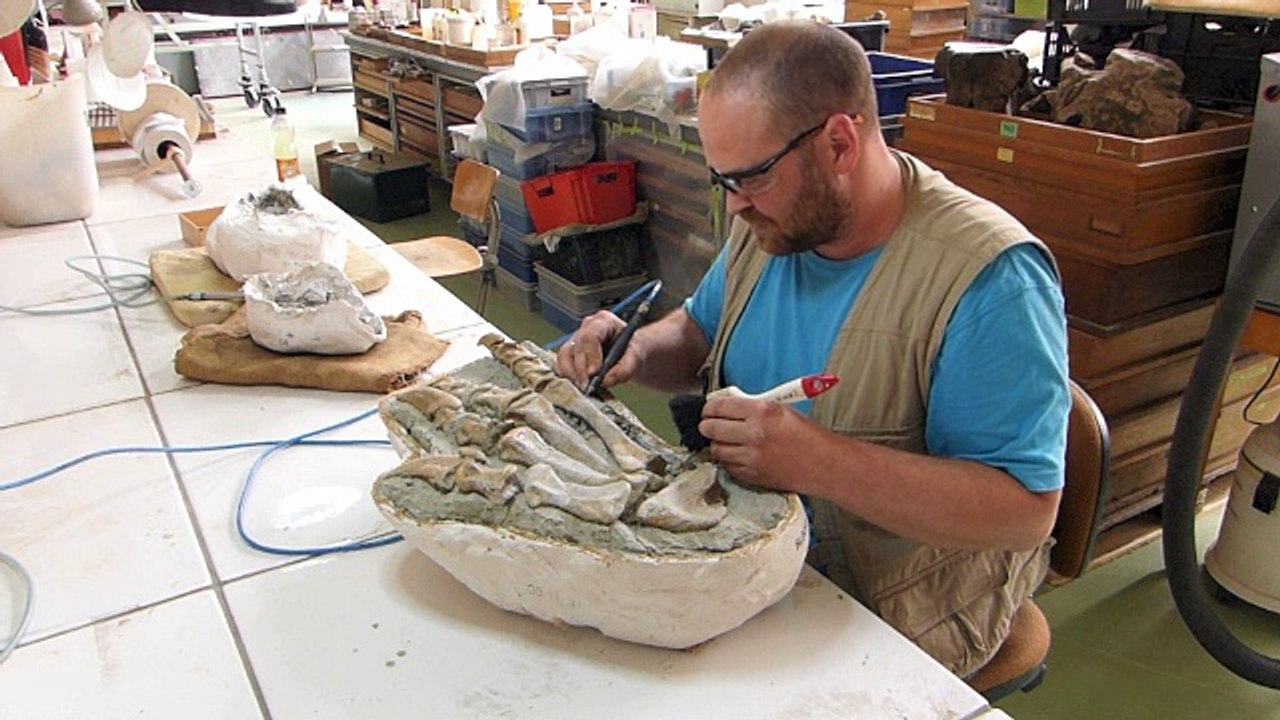 Dégagement Plateosaurus