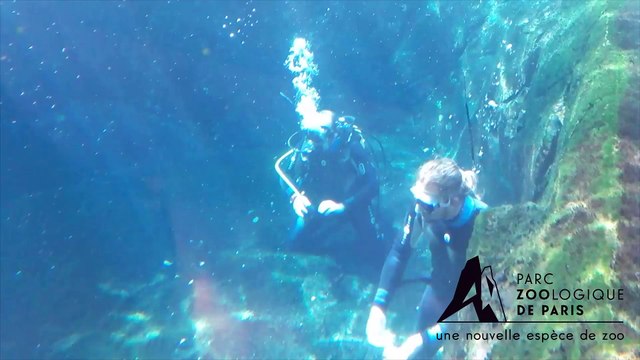 Arrivée d’Husar, le lamantin au Parc Zoologique de Paris