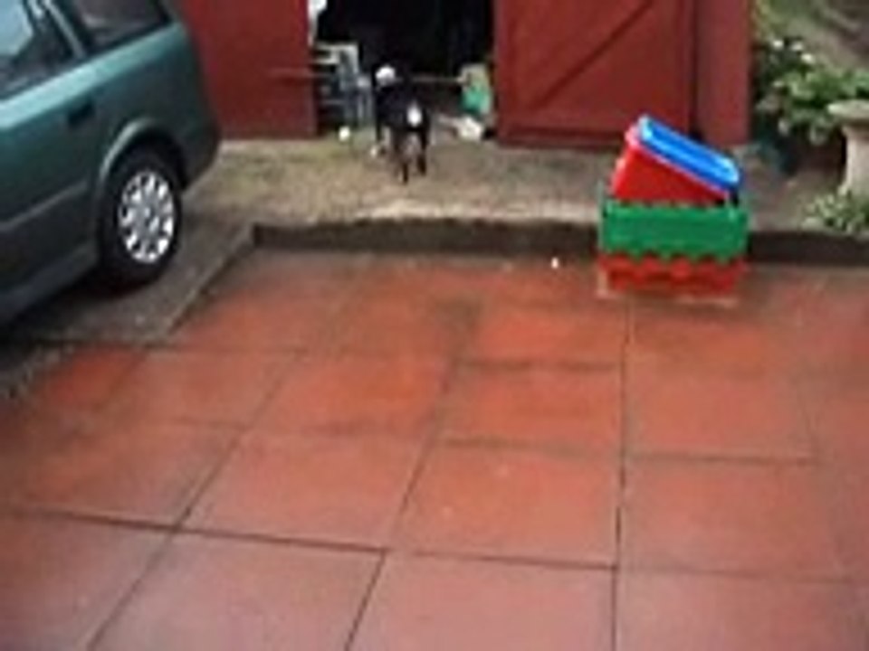 MAX the cute Staffy dog tries to get through a door with a rake in his mouth!(ORIGINAL!)