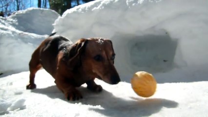 Playing Hockey With Cute Dachshund Dogs