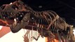 Dinosaur-Killing Asteroid 'Almost Wiped Out' Mammals Too