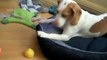 Lemon Beagle Puppy vs. Lemon   Cute Dog Maymo