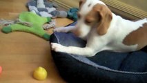 Lemon Beagle Puppy vs. Lemon   Cute Dog Maymo