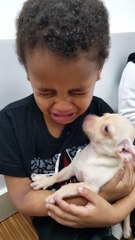 Little Boy Cries over Cute Puppy