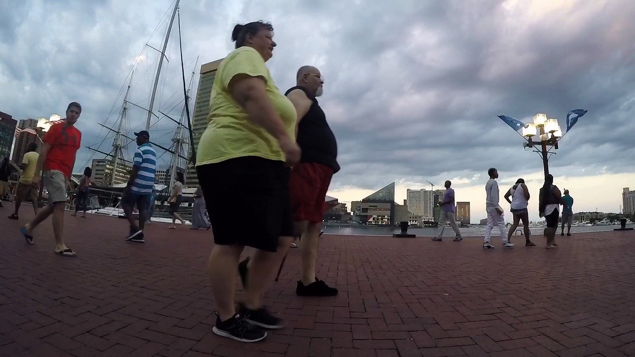 Harbor Ants