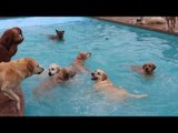 Dogs Love to Splash Around at Puppy Pool Party