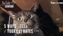 5 façons de savoir si votre chat vous déteste