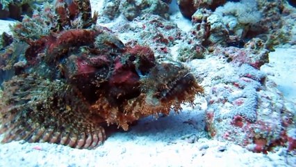 Top 10 des animaux les plus VENIMEUX du monde (par univers du top)