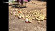 Ducklings appear to 'fall in line when their owner tells them to'