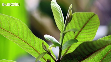 കാന്താരി മുളക് ,പേരയില ,തുളസി -Malayalam Health Tips