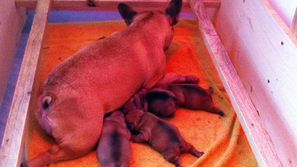 portée fangio du clan de sido / ilona d'un amour de pirate ( chiots agés d'une semaine)