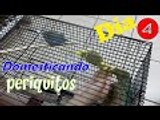 Domesticando a mis Periquitos : Dia 4