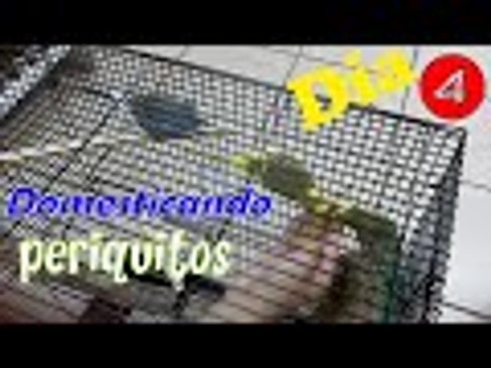 Domesticando a mis Periquitos : Dia 4