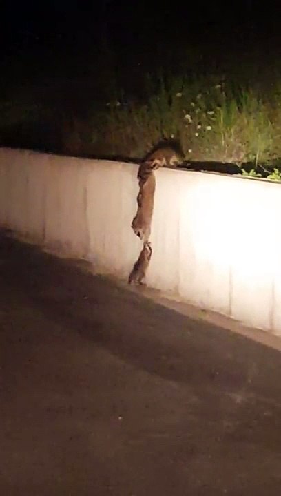 Le travail d’équipe parfait d’une famille de ratons laveurs pour monter sur un mur