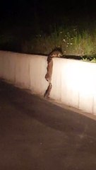 Le travail d’équipe parfait d’une famille de ratons laveurs pour monter sur un mur