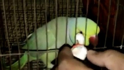 Pakistani Talk Parrot