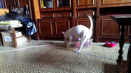 Crazy dog bull terrier, bullterrier happy dog, energetic, super games, funny dogs