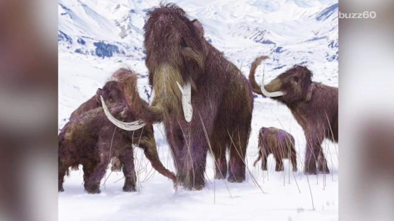 Scientists Find New Reason For Ice Age Extinction