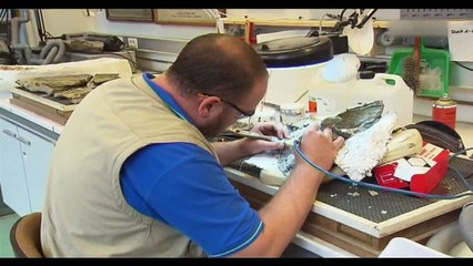 L'Institut royal des sciences naturelles accueille un nouveau dinosaure