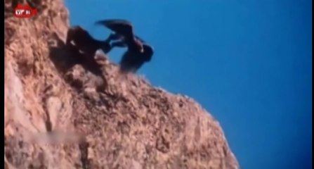 Most Amazing : The Power of Talon Eagle Fight Vs Goat, Dog, Fox - 2