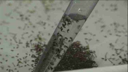 EEUU autoriza la primera prueba de una vacuna del zika en humanos