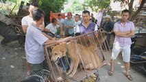 11 millones de firmas contra el festival de carne de perro de Yulin