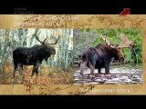 Охота на лося в Якутии
