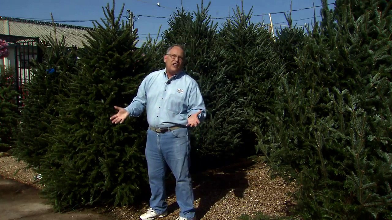 Choose a good Christmas tree and keep it healthy