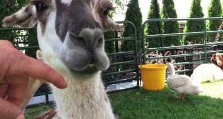 Man Opens Llama's Mouth to Examine Gums