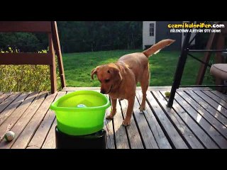 Kendi Kendine Oyun Oynayıp Pek Mutlu Olan Köpek