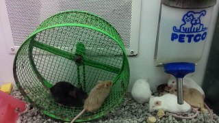 09/27/14, 7:14 PM UTC-5 - mice at petco