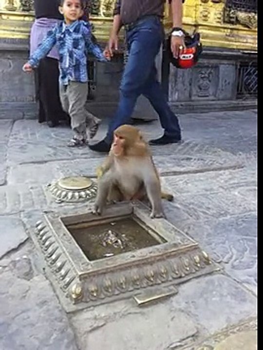 2012 10 26 15 51 52 temple monkey grabs bag of crisps