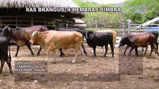 Remate 26 de Julio Lote #32, Holstein x Brahman, Novillas Preñadas, 5568 Kg, Purificación - Tolima