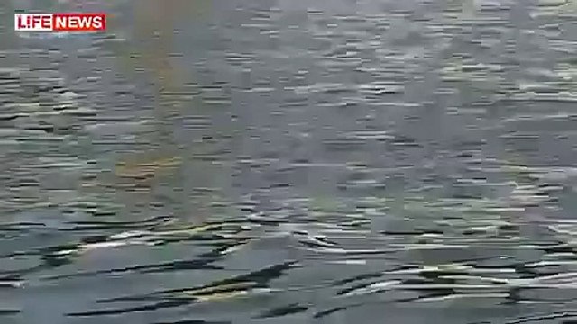 23 дельфина выбросились на берег моря на юге России