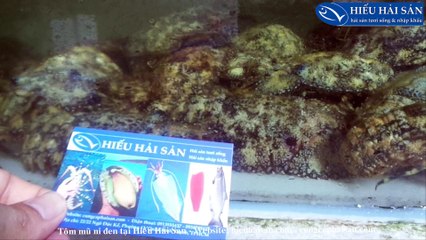 Bán tôm mũ ni đen sống