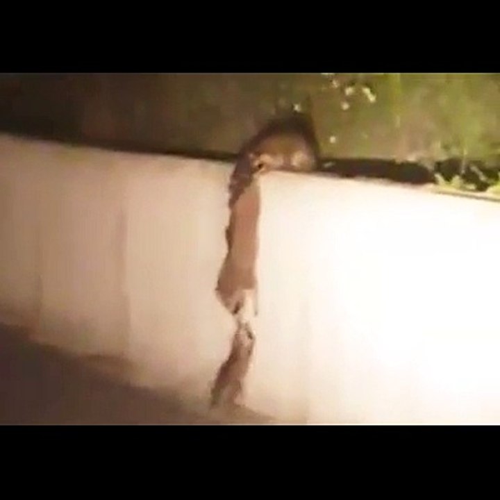 This raccoon family have unbelievable teamwork to climb it on the wall