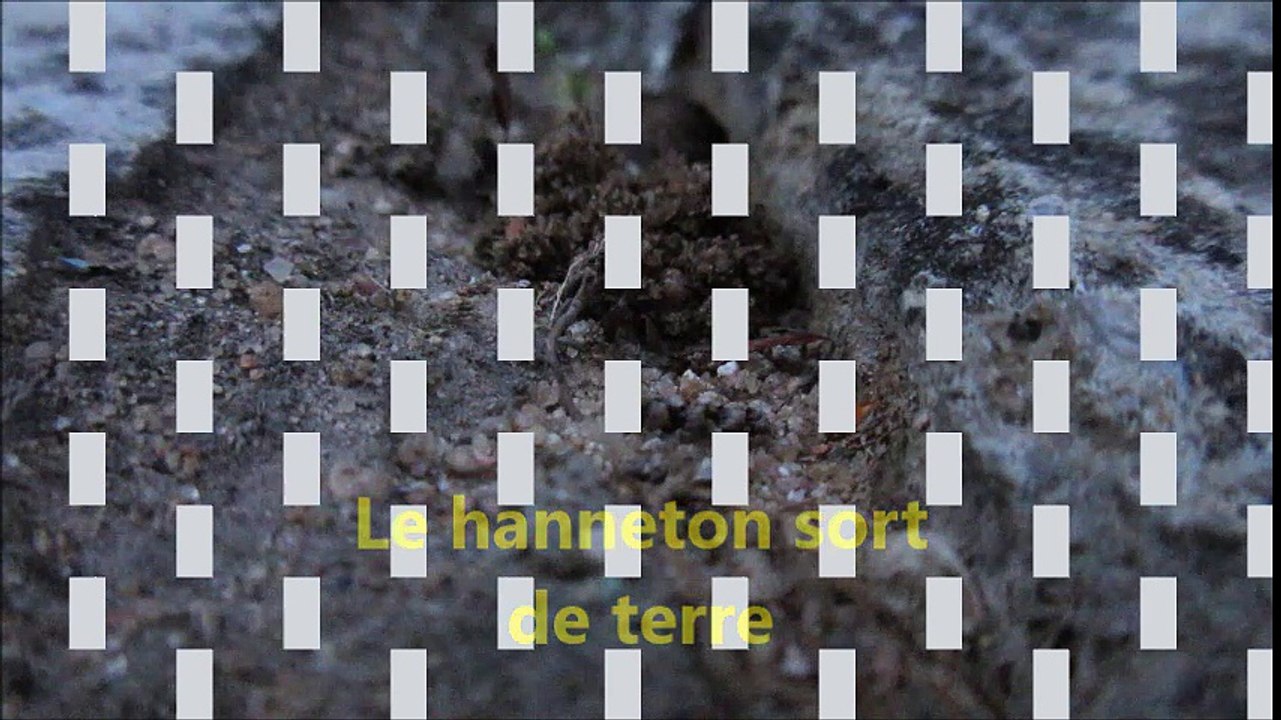 hanneton