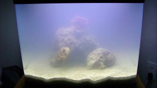Week 2 Oceanic Biocube 29 gallon Saltwater Aquarium