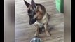 This german shepherd tells his owner when he's hungry, he's one clever guy