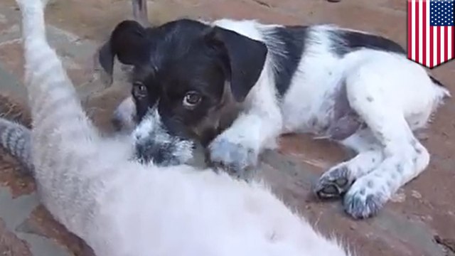 Cat nursing puppy: orphan pup fostered by mommy cat, drinks milk with kitty litter - TomoNews