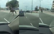 Runaway Horse Gallops Along Busy Malaysian Highway