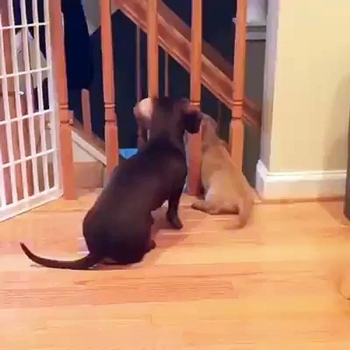 They wait for their owner to come home every day