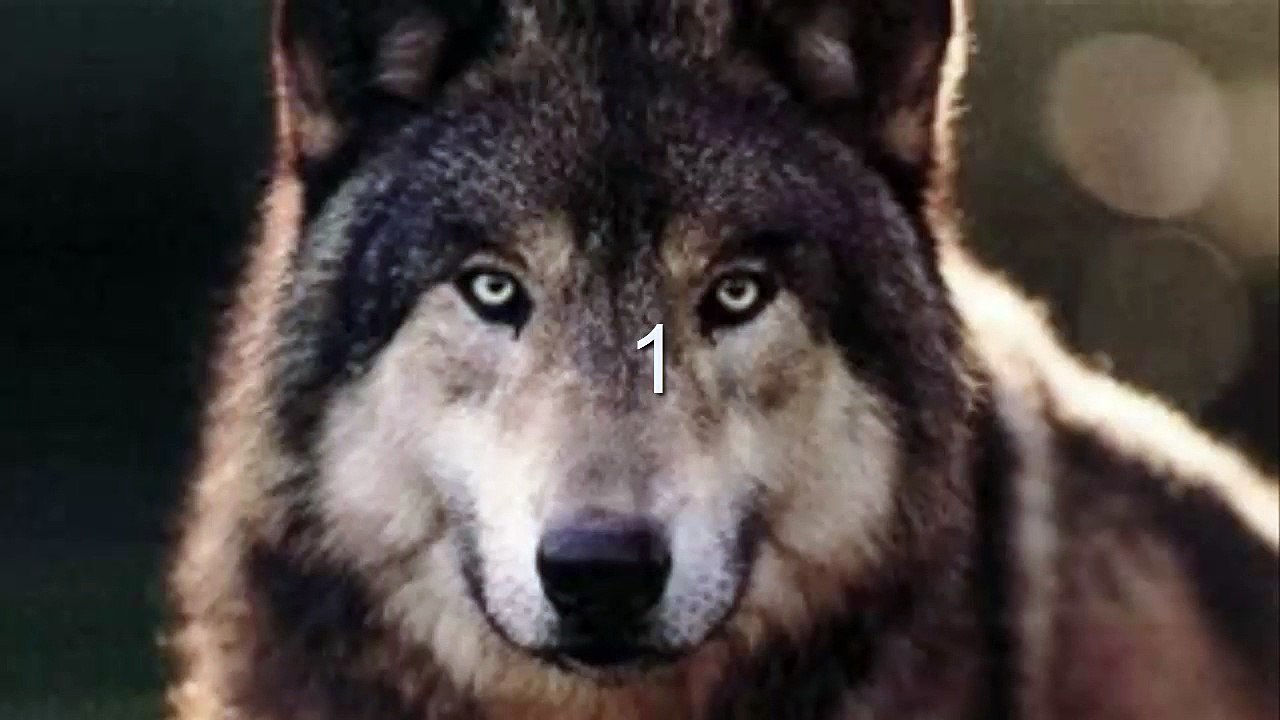 Warriors Mistakes || Into the Wild || [1]