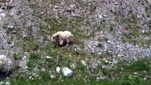 06-15-13 - Mountain Goat Siting - Kootenay National Park - BC