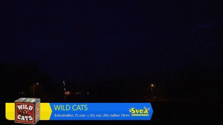 Svae WILD CATS 303 - bateria 25 strzałów