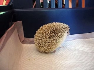 Iðunn (rescue hedgehog) - day 26