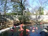 flamingos